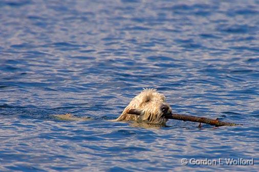 Got The Stick_50374.jpg - Abby the Goldendoodle, a cross between the Golden Retriever and the PoodlePhotographed near Lindsay, Ontario, Canada.